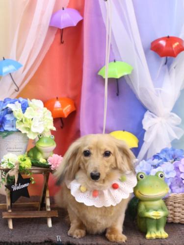 20230604モカちゃん